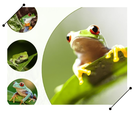 4 Pack Leaf Decorations with Suction Cups, Frog Habitat Platform, Reptile Decorations for Terrarium, Tank Terrarium Accessories for African Dwarf, Toad