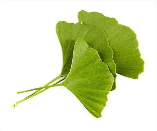 Ginkgo Leaf - Premium Ginkgo Biloba Loose Leaf 100% from Nature (01 oz)