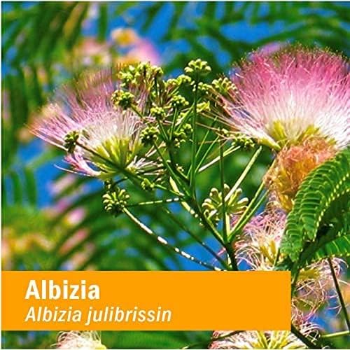 Herb Pharm Albizia Liquid Extract for Nervous System Support, 1 Fl Oz