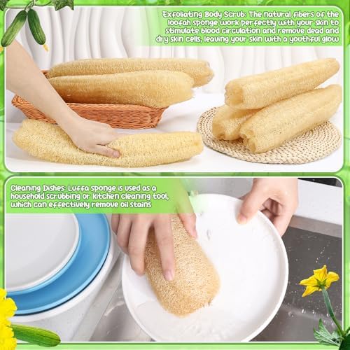 15.7 inches Natural Loofah Sponges Pack of 6, for Kitchen Dishes Body Scrubber