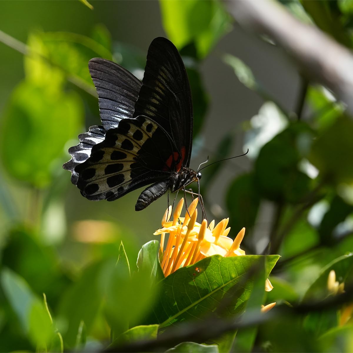 Sony Alpha 6700 – APS-C Interchangeable Lens Camera with 26 MP Sensor, 4K Video, AI-Based Subject Recognition, Log Shooting, LUT Handling and Vlog Friendly Functions and 16-50mm Zoom Lens