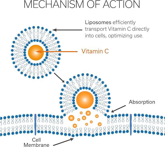 Vitamin C Liposomal (500mg) & Zinc |Enhance Travel Energy, Vitality & Immunity | Combat Travel Fatigue & Oxidative Stress | Advanced Absorption Technology | Fast-Acting | 30 Sticks