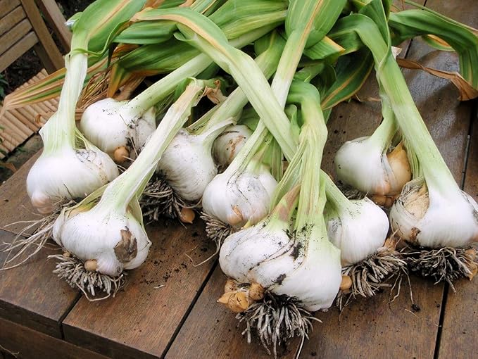 Japanese Garlic//AJO Japones (100% Natural!!) Choose Your Count per Bag: (30-60-130-150-250-400)