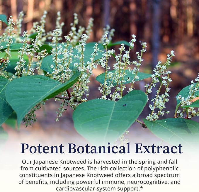 BioPure Japanese Knotweed Herbal Tincture – Potent Botanical Extract Rich in Polyphenols Including Resveratrol to Support Liver & Immune Function, Cellular Health, and Microbiome Balance – 2 fl oz