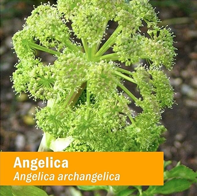 Herb Pharm Certified Organic Angelica Root Liquid Extract for Digestive Support, 1 Fl Oz