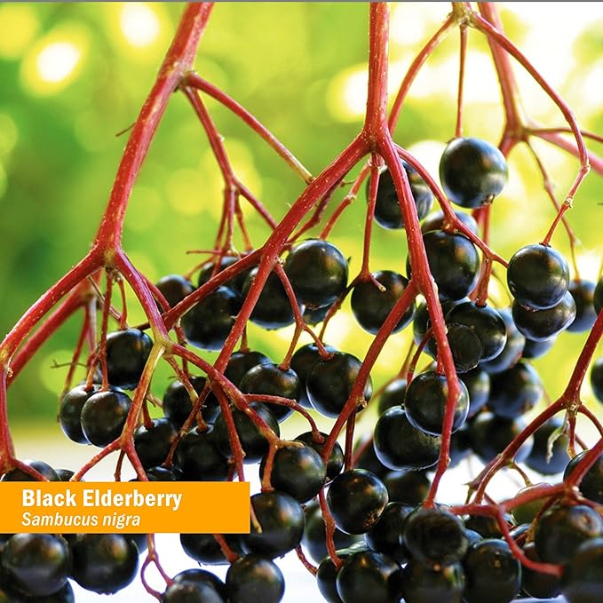 Herb Pharm Kids Certified-Organic Alcohol-Free Black Elderberry Glycerite Liquid Extract, 1 Ounce (GLKELD01)